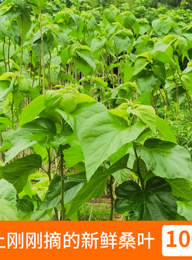 大小桑叶顺蚕叶金丝速发蚕卵丰树苗新鲜桑七彩蚕宝宝叶嫩套装小蚕