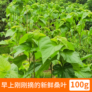 大小桑叶顺蚕叶金丝速发蚕卵丰树苗新鲜桑七彩蚕宝宝叶嫩套装 小蚕