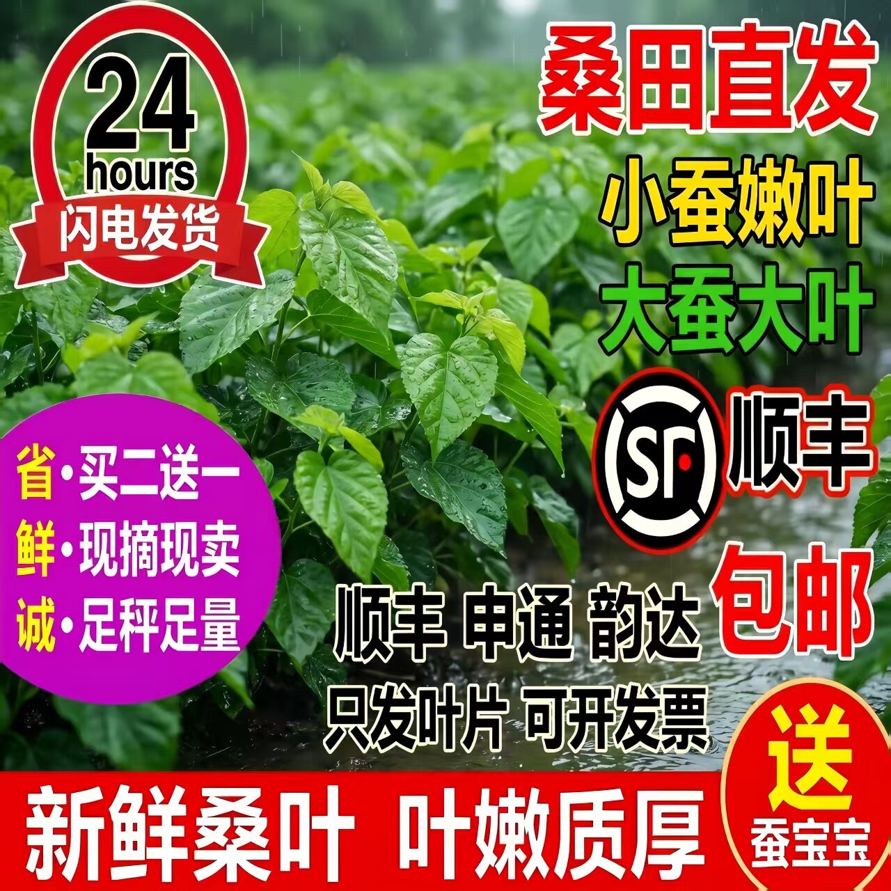 蚕宝宝新鲜桑叶学生养蚕套装大桑叶小桑叶养蚕桑饲料小蚕嫩桑树叶
