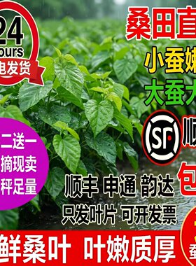 蚕宝宝新鲜桑叶学生养蚕套装大桑叶小桑叶养蚕桑饲料小蚕嫩桑树叶