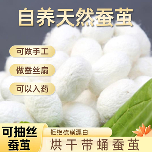 壳蚕宝宝茧蚕茧手工生DIY抽丝活体蚕丝机蚕茧美肤美容洗脸手工学