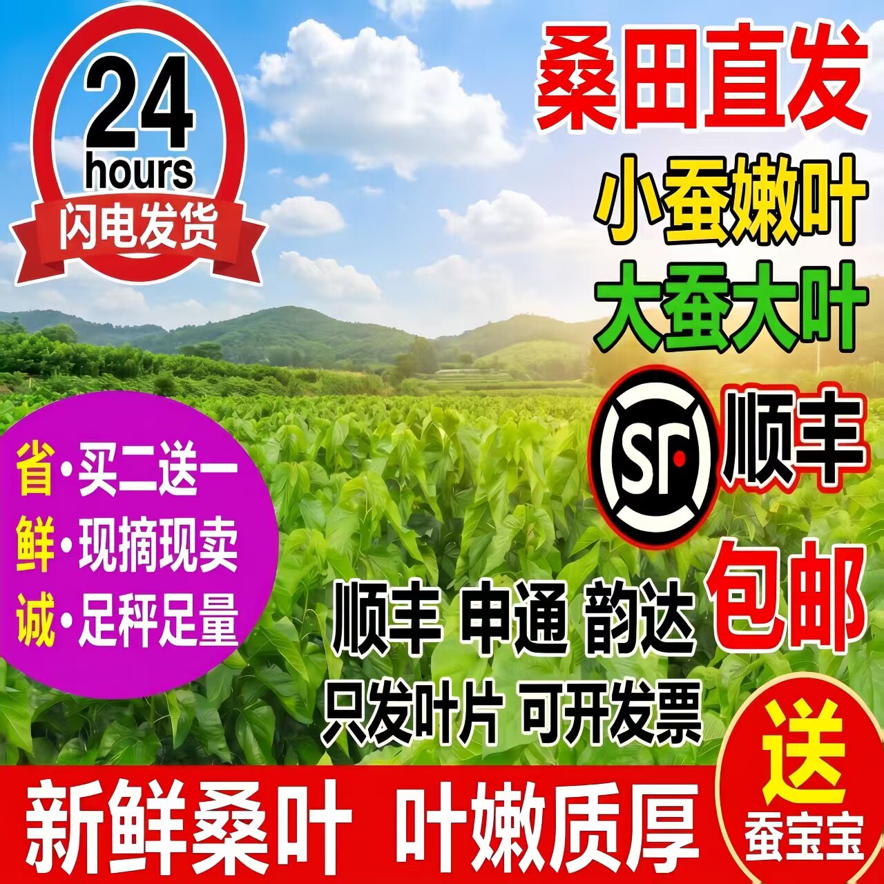 蚕宝宝新鲜桑叶学生养蚕套装大桑叶小桑叶养蚕桑饲料小蚕嫩桑树叶