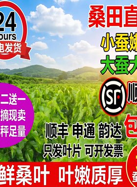 蚕宝宝新鲜桑叶学生养蚕套装大桑叶小桑叶养蚕桑饲料小蚕嫩桑树叶