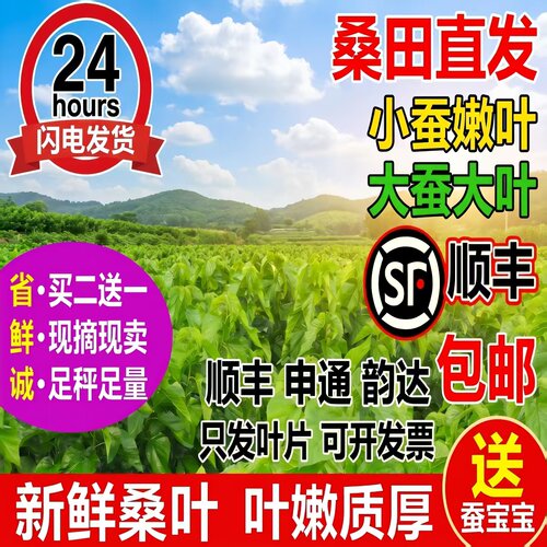 蚕宝宝新鲜桑叶学生养蚕套装大桑叶小桑叶养蚕桑饲料小蚕嫩桑树叶