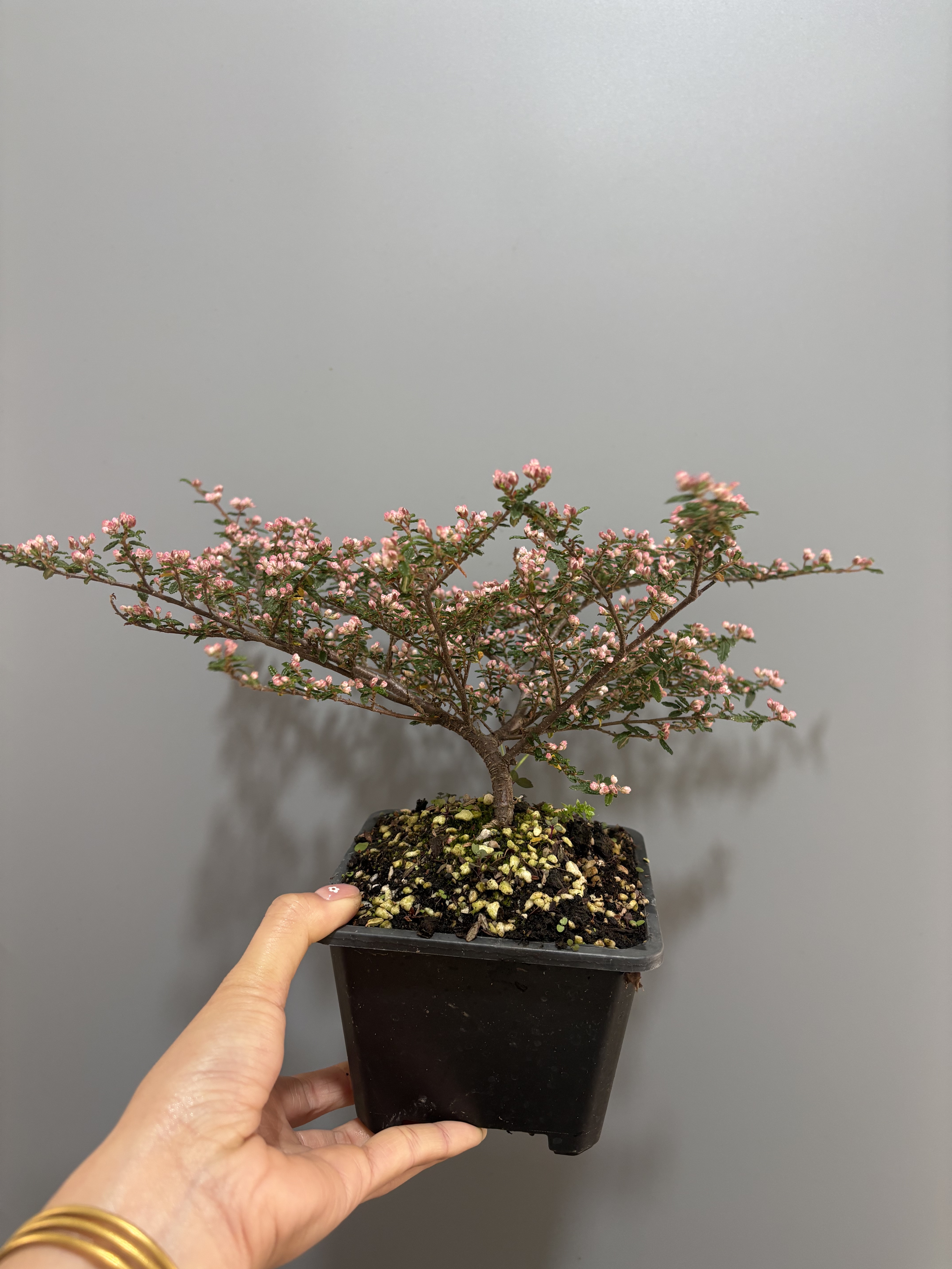 天皇梅微型盆景素材客厅阳台庭院新奇植物四季长青盆栽