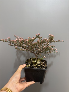天皇梅微型盆景素材客厅阳台庭院新奇植物四季长青盆栽