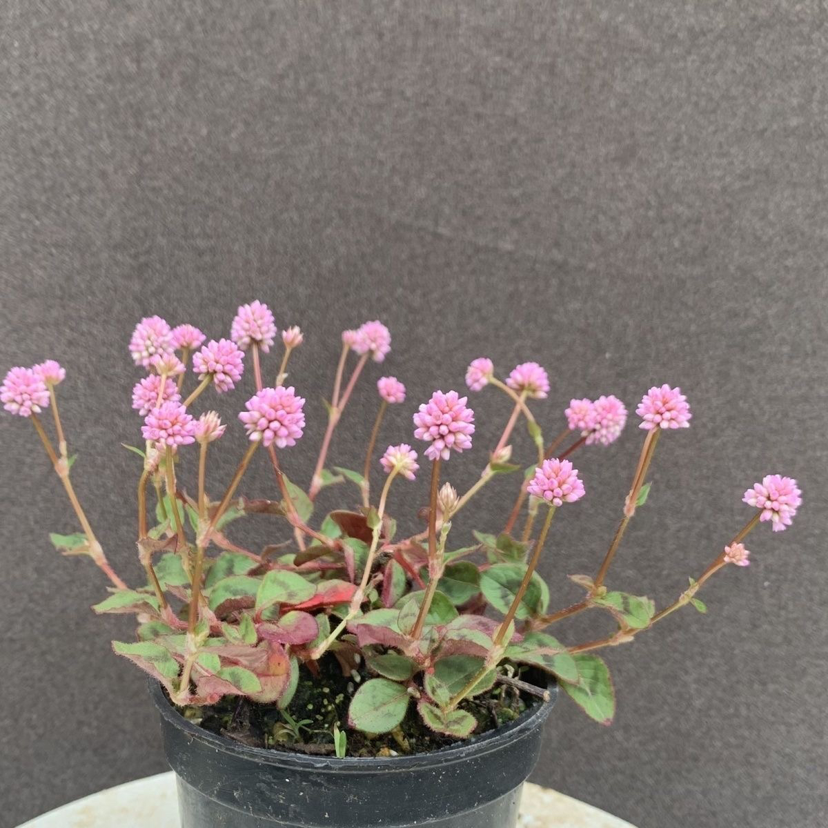 日本山野草姬犬廖 姬犬蓼 姫蔓蕎麦 开花植物 迷你盆栽粉色小花