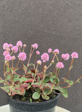 日本山野草姬犬廖 姬犬蓼 姫蔓蕎麦 开花植物 迷你盆栽粉色小花