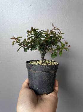 日本姬紫薇紫红花红花白花小老桩掌上微型盆景素材室内冬天休眠期