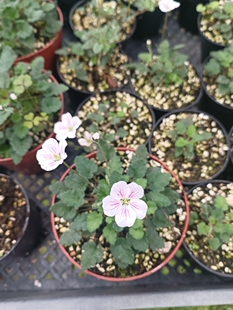 迷你姬风露草四季开花多年生日本野草白色色花朵