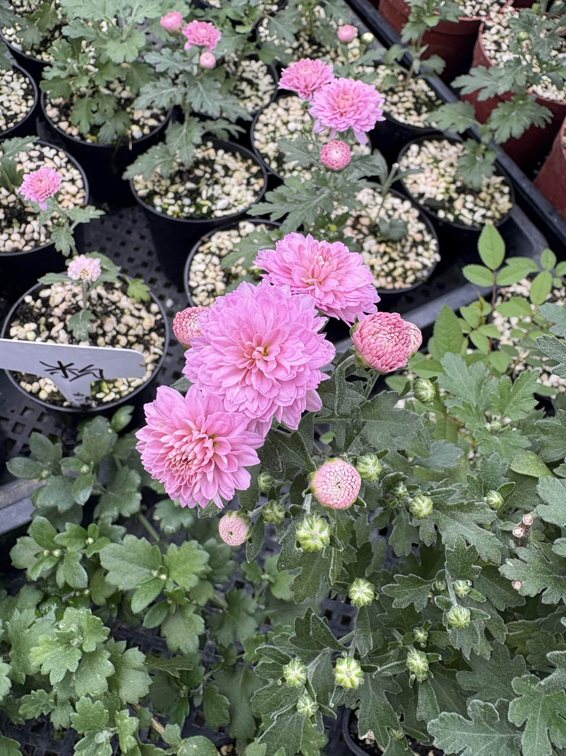 盆景菊小苗粉八重盆景盆栽阳台庭院花园植物
