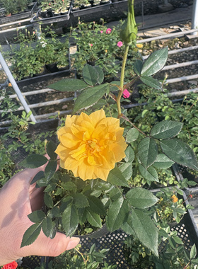 微月超微新型品种布莱小姐月季扦插小苗多头正黄色爆花勤花好养活