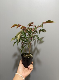 稀有品种南京槭树南京漆树野漆丛林盆景微型阳台桌面观叶木本植物