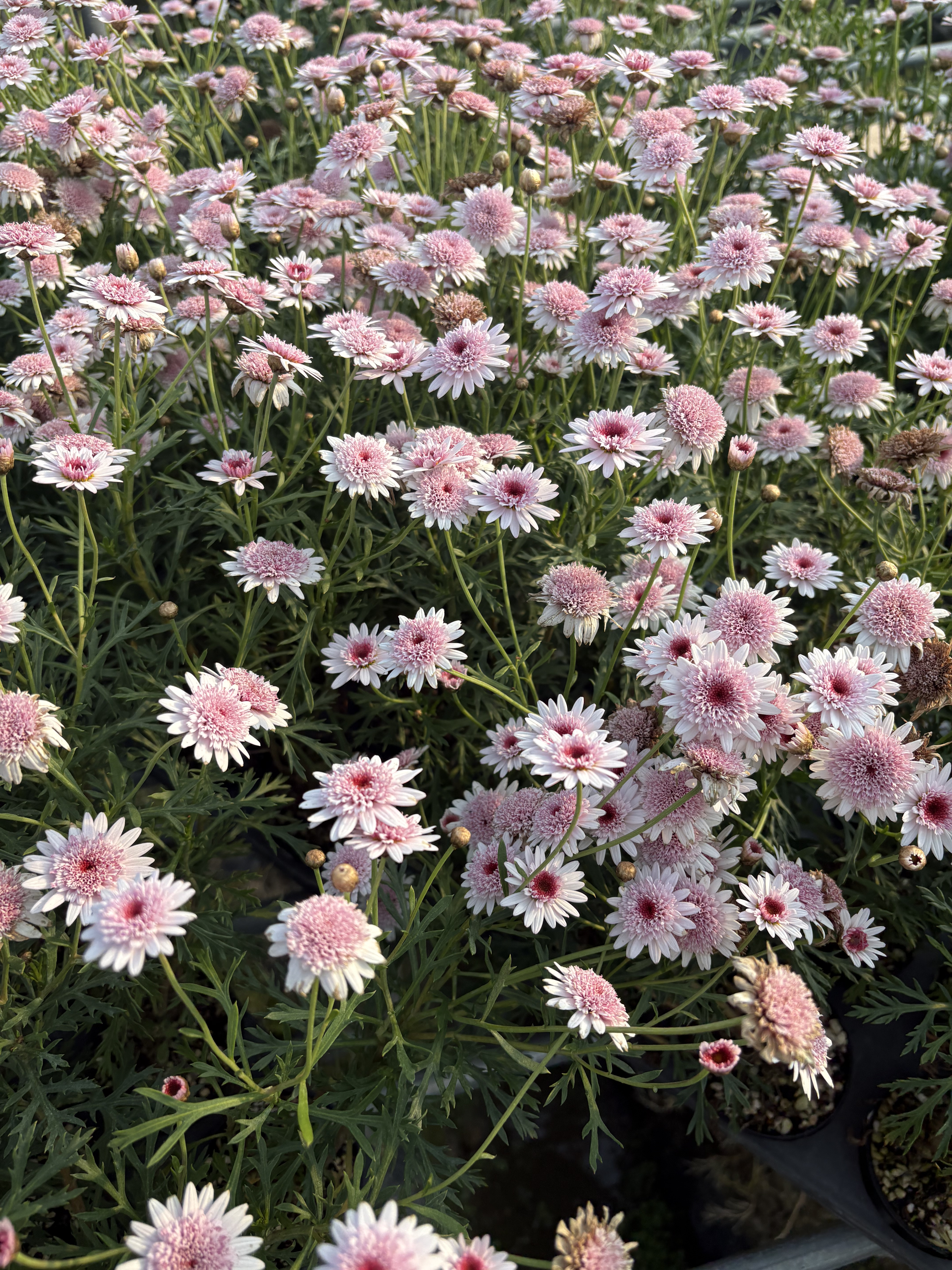 玛格丽特盆栽带花花苗糖果粉巨人大眼睛阳台庭院原盆原土菊科花卉