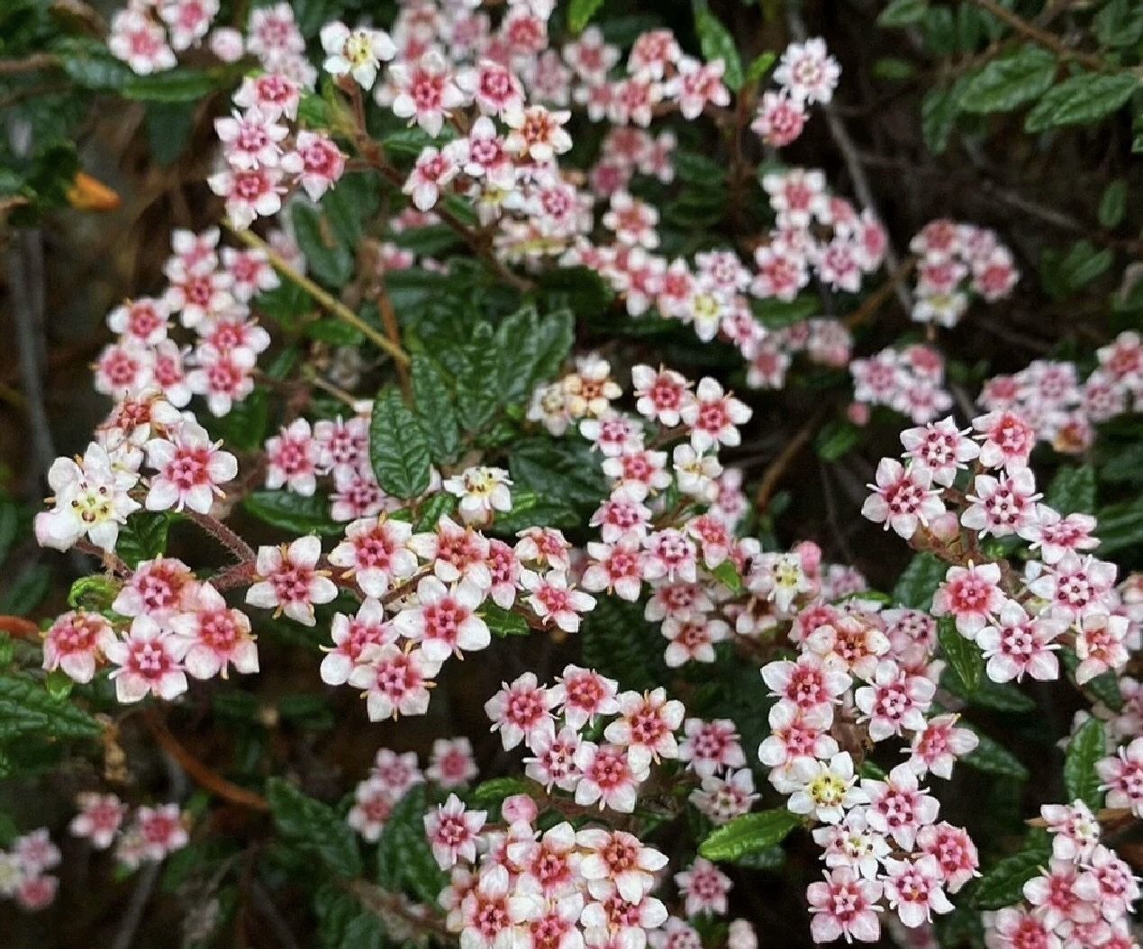 日本天皇梅  微盆景素材 迷你品种进口绿植盆栽阳台微型掌上趣味