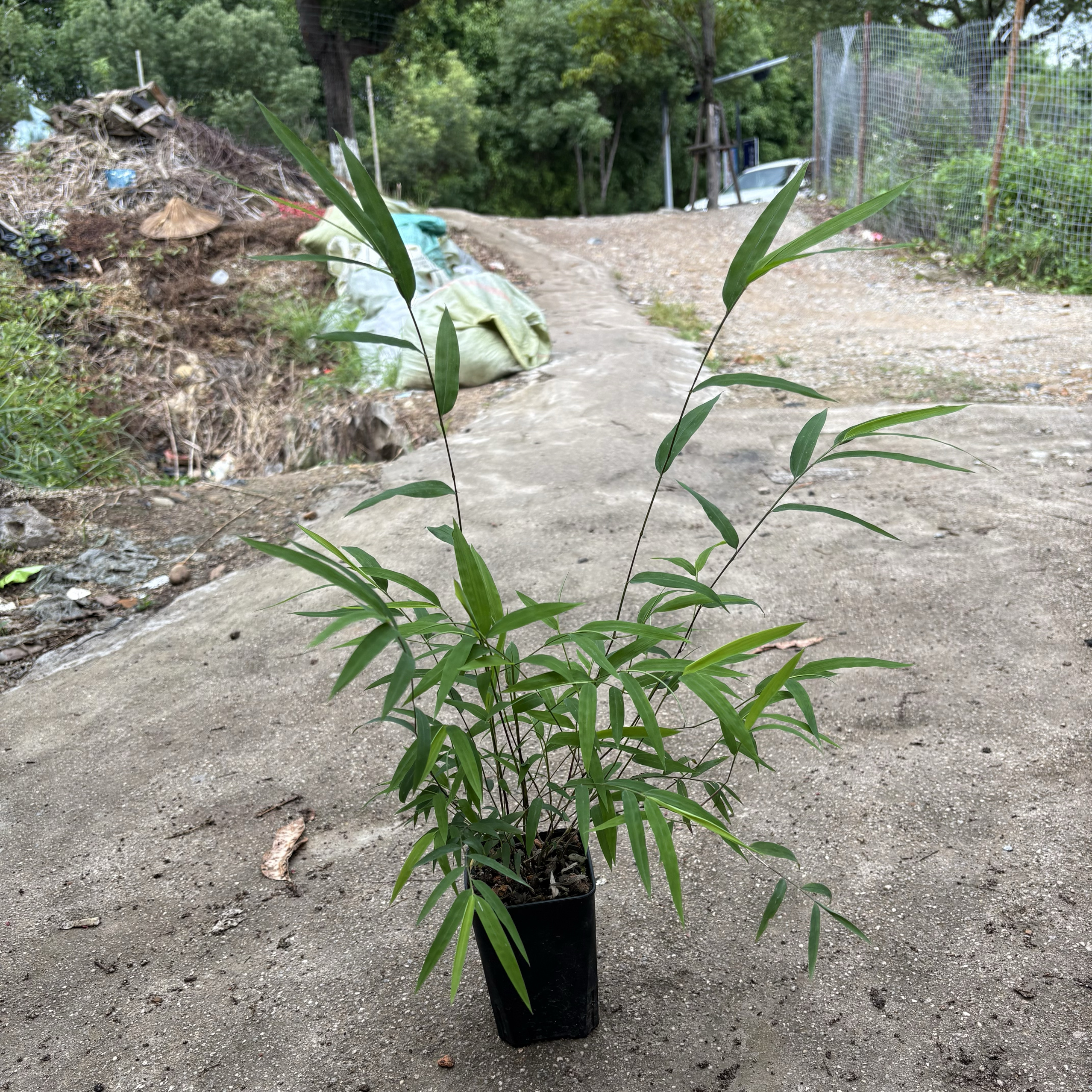 正宗精品内门竹禅雅盆栽名贵竹苗室内外庭院绿植四季常青好养竹子