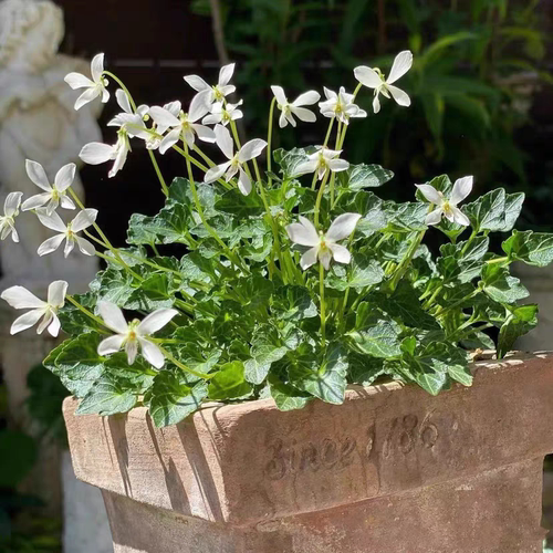 姬堇菜 八重山屋久岛 日本迷你微型堇菜山野草盆栽植物清仓