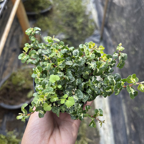 花叶薜荔绿叶薜荔小叶薜荔掌叶薜荔金心薜荔多种霹雳造景爬墙盆栽