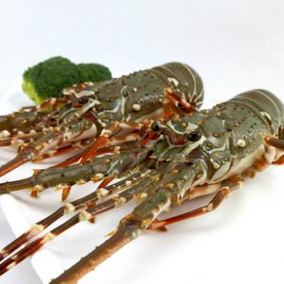 东山岛小青龙龙虾壳薄肉多