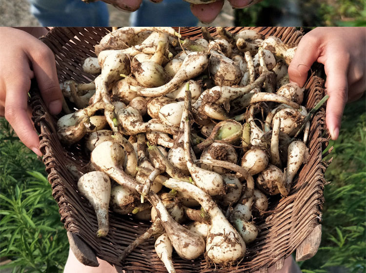 荞头新鲜藠头茭头农家自种现发现挖精选大个教头蒜白糖醋四川蔬菜