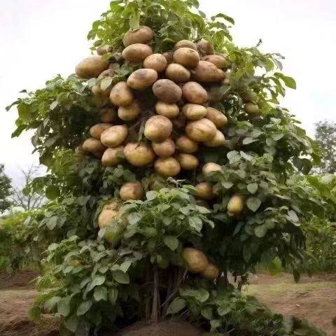 新品种洋芋土豆树苗南北方四季盆栽地栽种植当年结果耐寒耐热包活