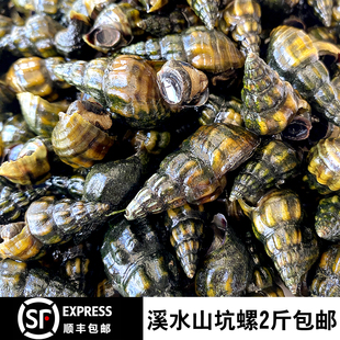 5斤150元深山鲜活野生山坑螺溪水螺扭螺冷水螺夜宵嗦螺顺丰包邮