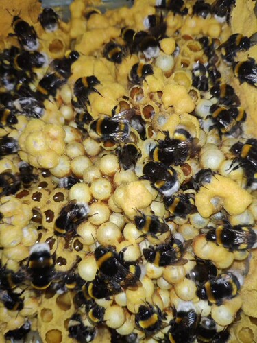 授粉熊蜂种优群大卵多带蜂王80-100活体蜂群特价