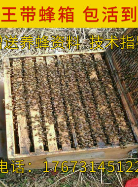 意蜂蜂群意蜂活体蜂群
