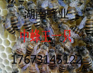 高产中蜂王一只 蜜蜂王 土蜂新蜂王 生产王 中蜂开产王中蜂蜂王
