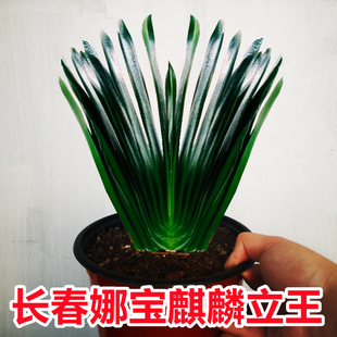 长春名贵精品君子兰麒麟立王麻脸钢板油匠立板短叶坑纹绿植花卉苗