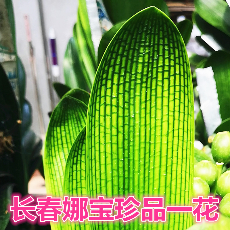 长春精品黄体君子兰 一花蜡膜花脸 钢板宽叶青筋黄底立板盆栽小苗