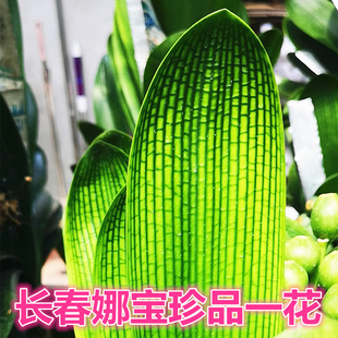 长春精品黄体君子兰 一花蜡膜花脸 钢板宽叶青筋黄底立板盆栽小苗