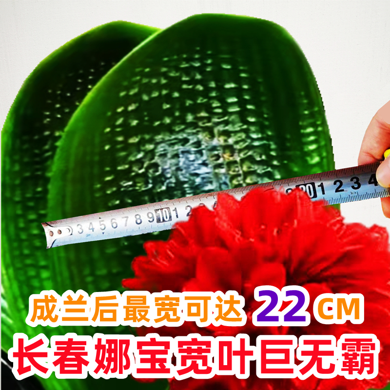 长春宽叶君子兰盆栽巨无霸短叶油匠麻脸圆头和尚精品绿植花卉小苗