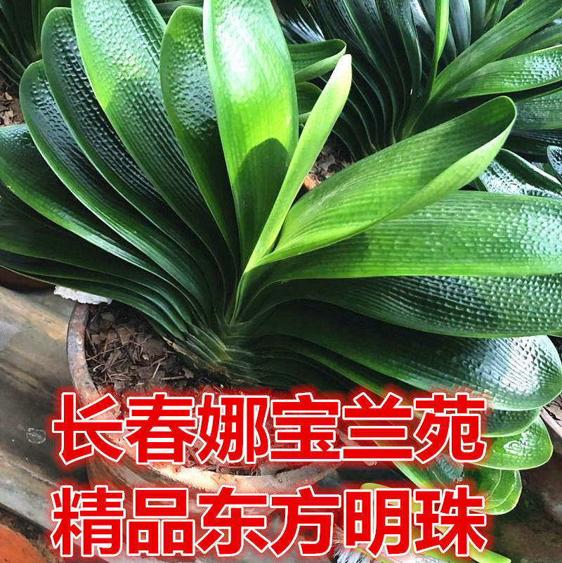 长春娜宝精品君子兰珠水晶宽叶圆头短叶麻脸珍珠王金麦粒绿植盆栽