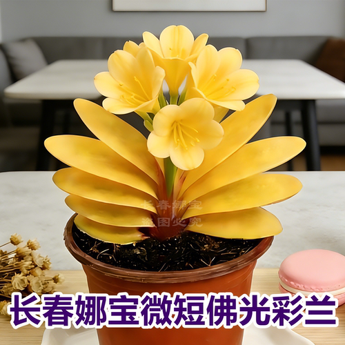 娜宝高档佛光黄花君子兰彩兰盆栽