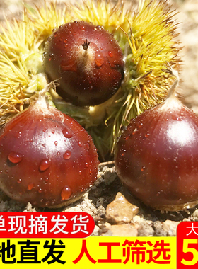 板栗生新鲜高山锥栗建瓯油栗农家现摘毛栗子圆椎栗尖板栗大果包邮