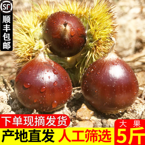 5斤找我送开口器圆板栗粉糯香甜