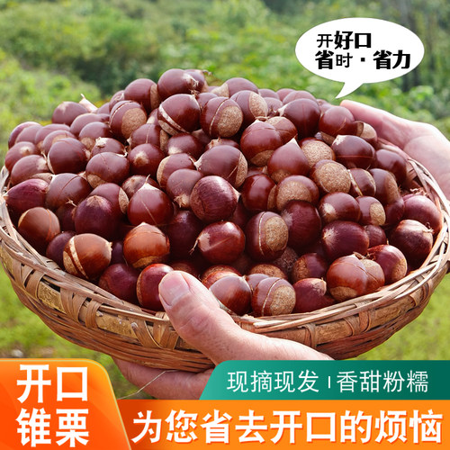 开好口锥栗方便省心【新鲜现摘】