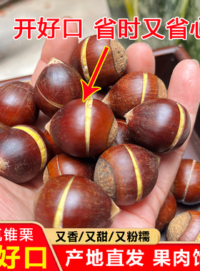（开好口）建瓯锥栗新鲜生板栗现摘福建带壳油板栗建欧高山生栗子