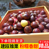 现摘建瓯锥栗油栗农家高山板栗新鲜圆栗子福建特产糖炒尖栗野毛栗