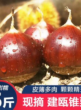 农家板栗生新鲜锥栗高山野生油栗子建瓯带壳尖圆栗福建野生毛栗子