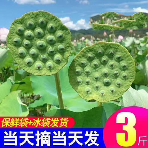 可生吃新鲜莲蓬清甜爽口水果莲米
