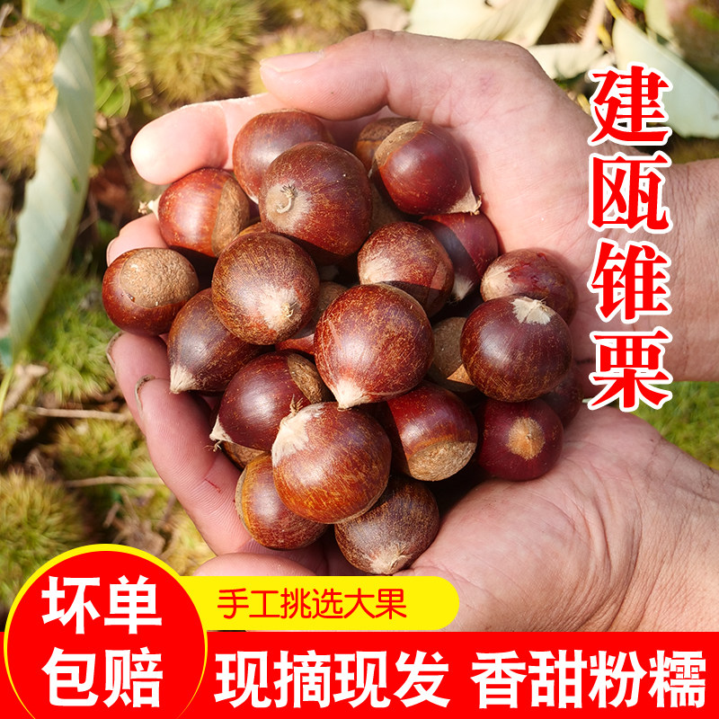 锥栗建瓯新鲜生板栗高山现摘油栗子福建特产农家带壳野小毛栗5斤