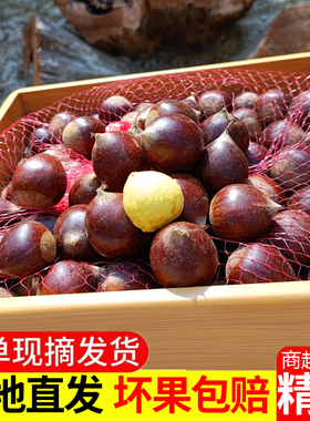 现摘建瓯锥栗油栗农家高山板栗新鲜圆栗子福建特产糖炒尖栗野毛栗