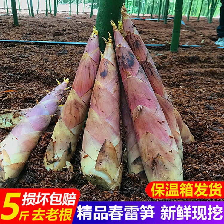 生竹笋新鲜现挖福建冬笋雷竹笋春笋尖农家蔬菜黄泥竹笋去老根5斤