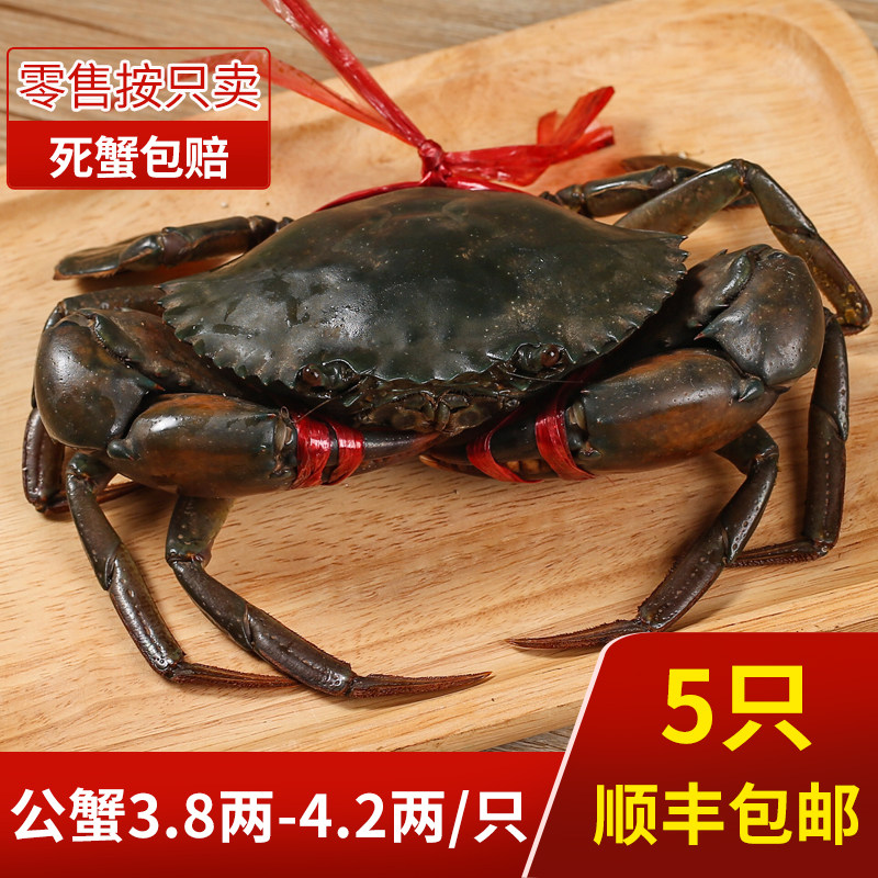 缅甸螃蟹昆明鲜活蟹野生肉蟹孟加拉蟹迷踪蟹香辣蟹胜青蟹190g左右