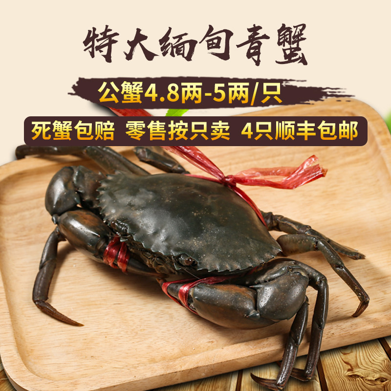 缅甸大螃蟹昆明鲜活肉蟹煲孟加拉蟹迷踪蟹香辣蟹青蟹A货240g左右