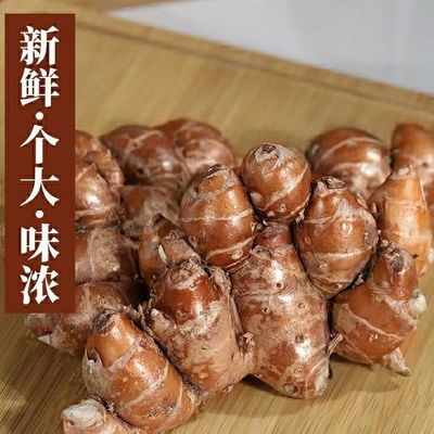 新鲜海南正宗沙姜山奈椰子鸡蘸料白切鸡配料调料现挖大个生姜包邮