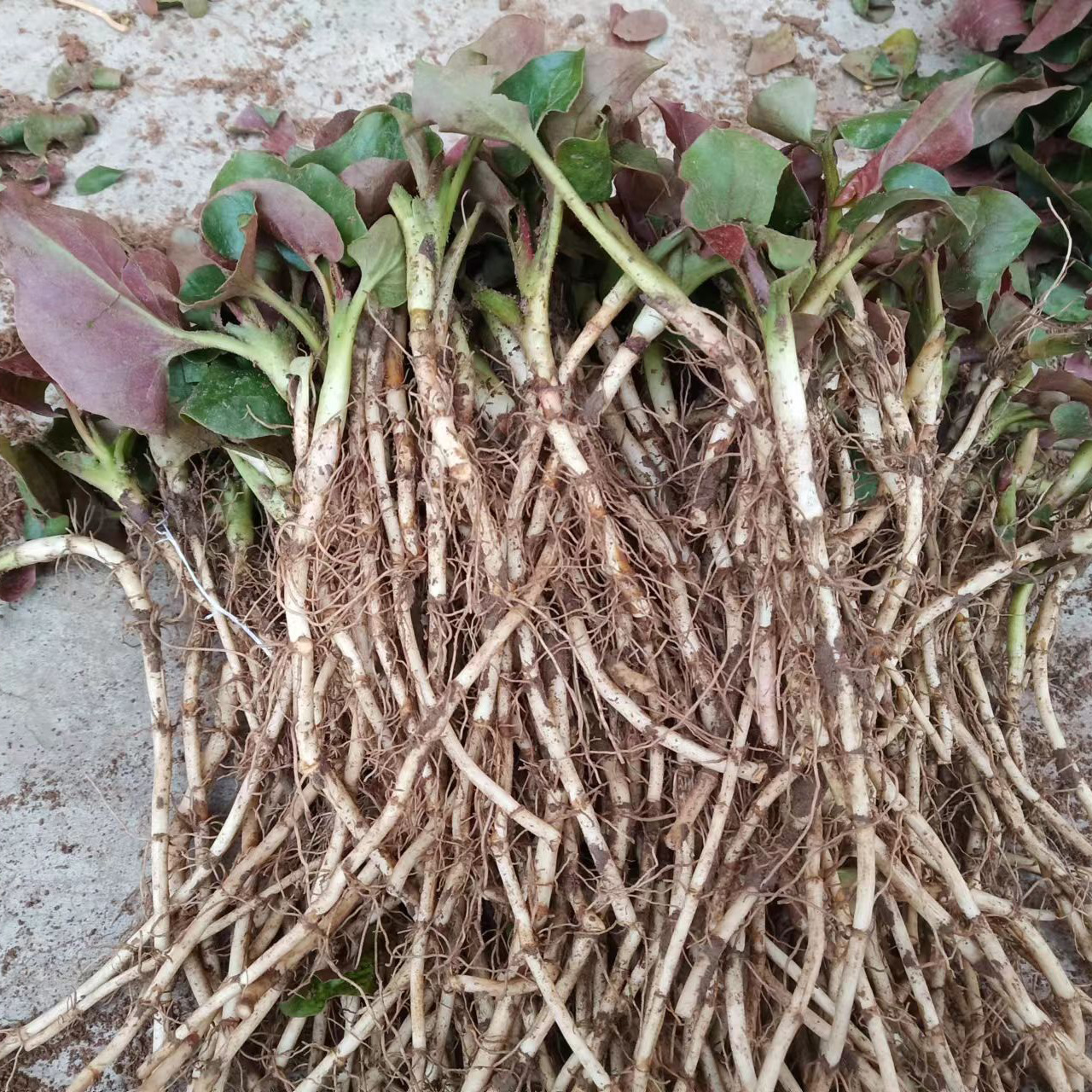 四川野折耳根新鲜现挖带泥不洗发货鱼腥草带叶凉拌菜侧耳根猪鼻孔