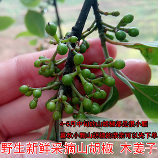 四川现摘山胡椒野生新鲜木姜子新鲜重庆山苍子木浆子1斤500克包邮